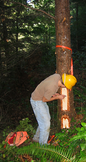 D. Wellman Surveing